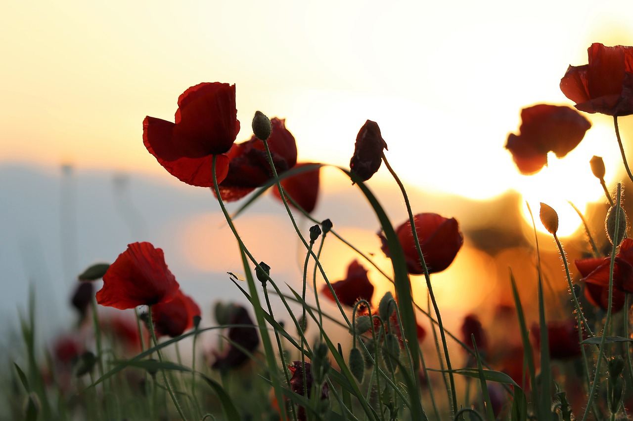 red poppys  blooming  evening free photo