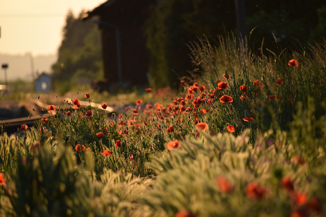 red poppys  evening  golden hour free photo