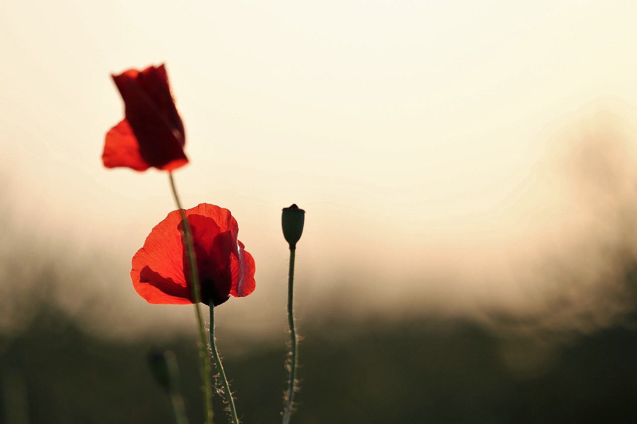 red poppys  blooming  evening free photo