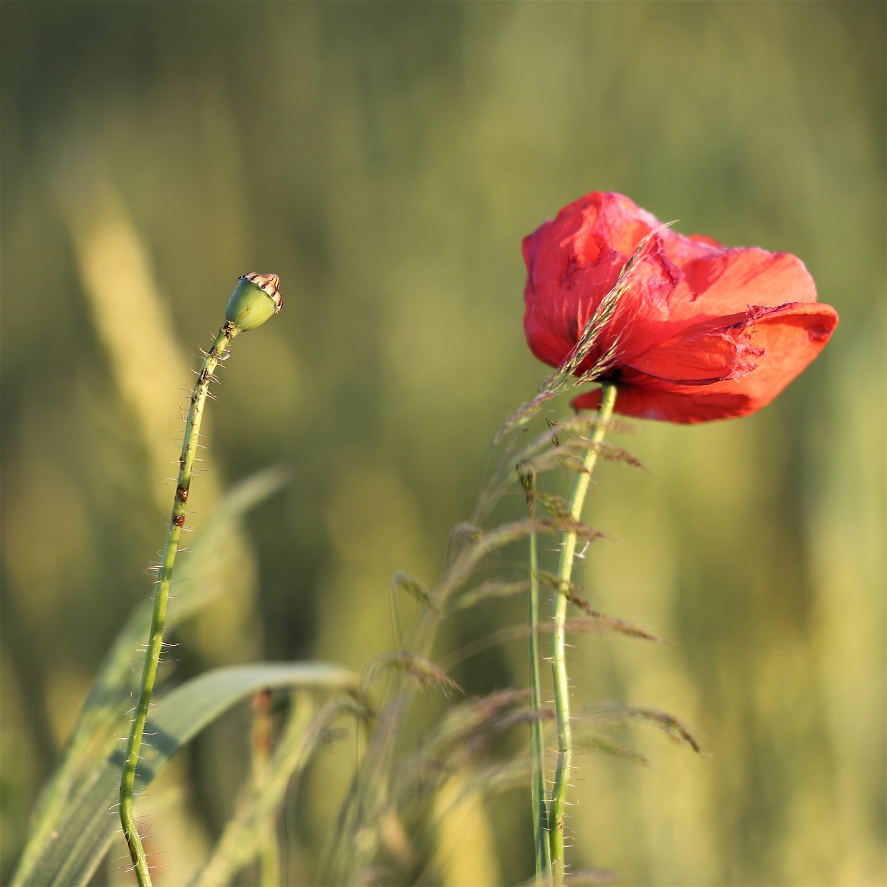 red poppys  blooming  evening free photo