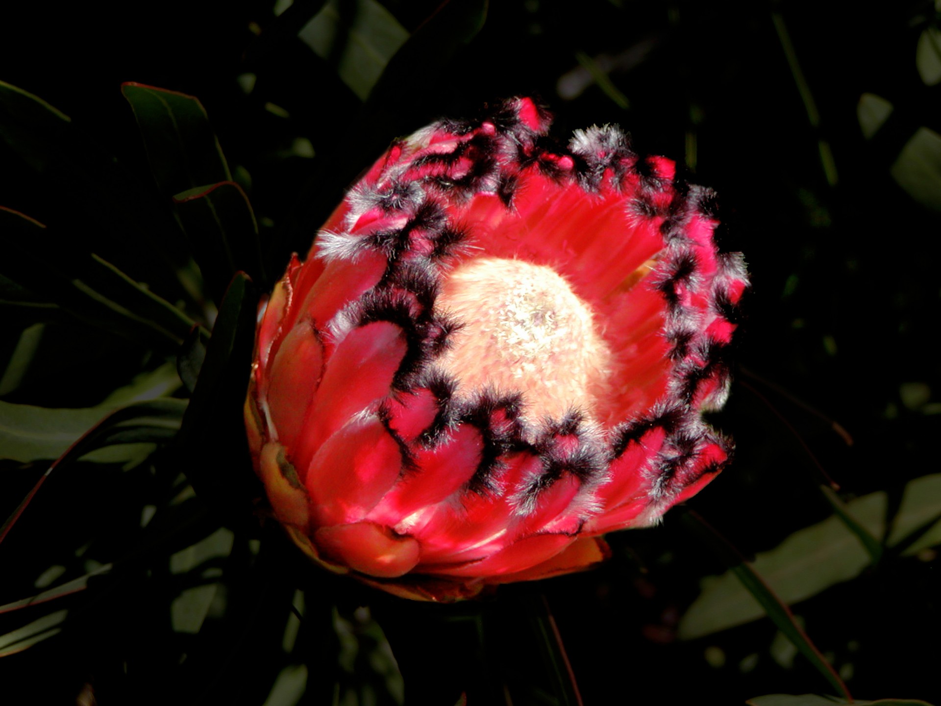 flower red protea free photo