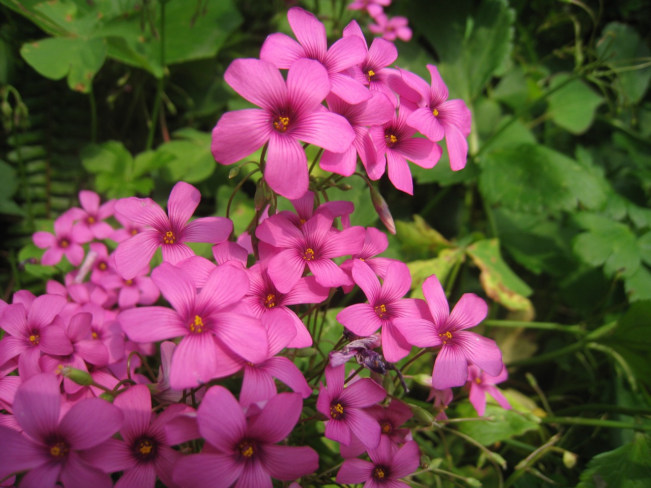 red purple pink flowers free photo