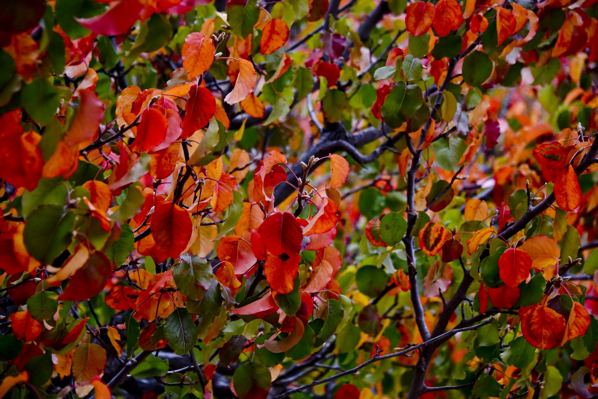 red leaves redder free photo