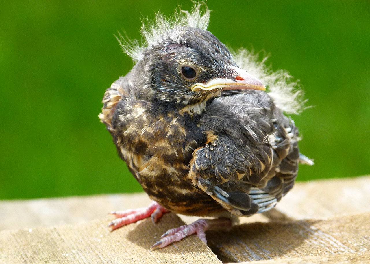 red robin chick young free photo