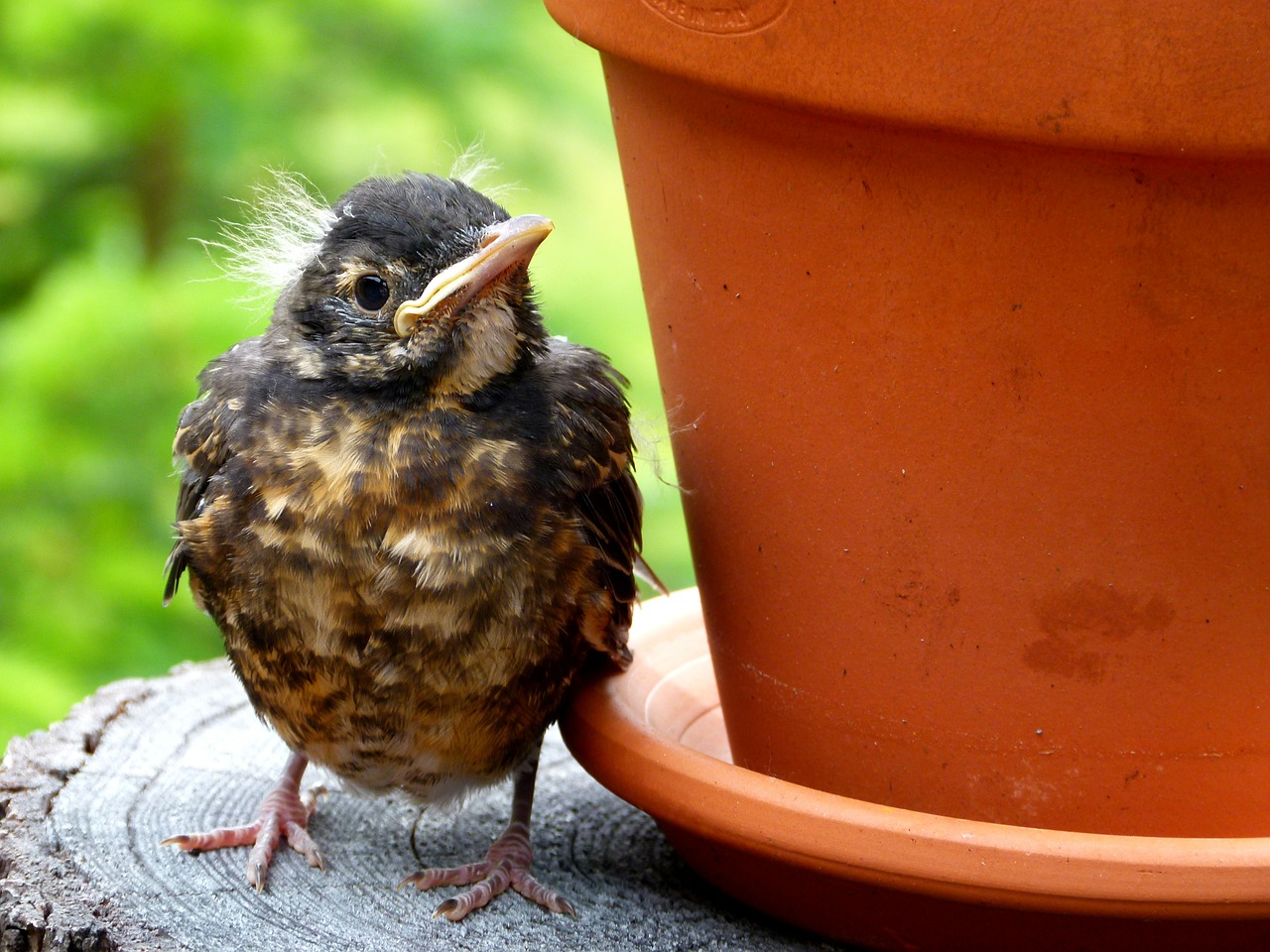 red robin chick young free photo