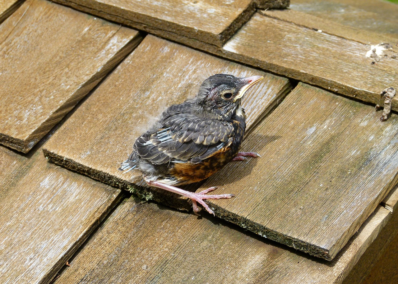 red robin chick young free photo