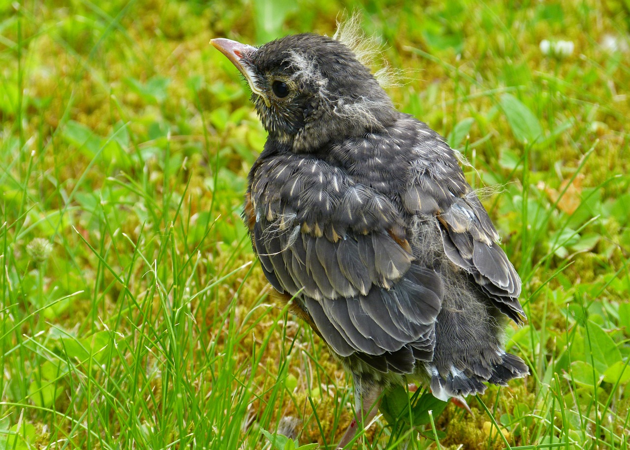 red robin bird feathered free photo