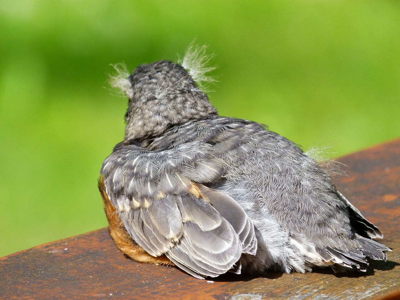 red robin chick fledgling free photo
