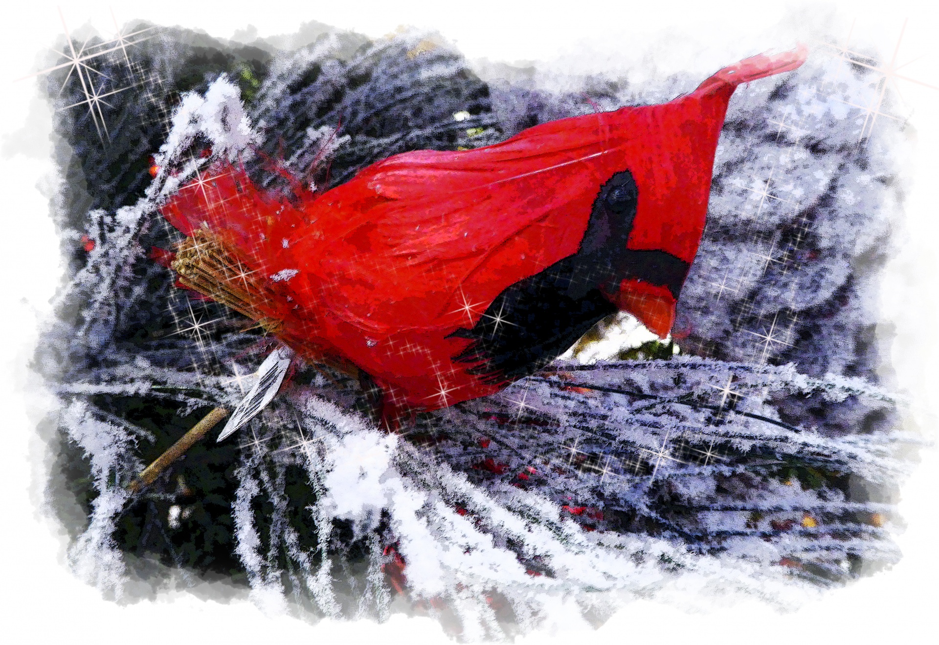 christmas robin bird free photo