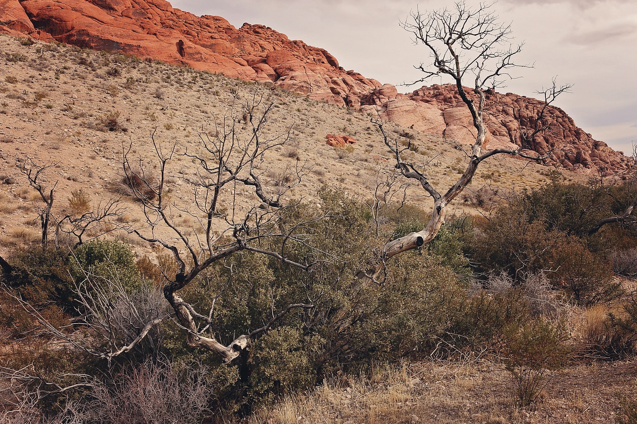 red rock canyon las vegas nevada free photo