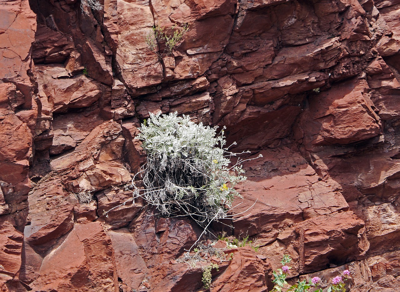 red rocks plant perpendicular free photo