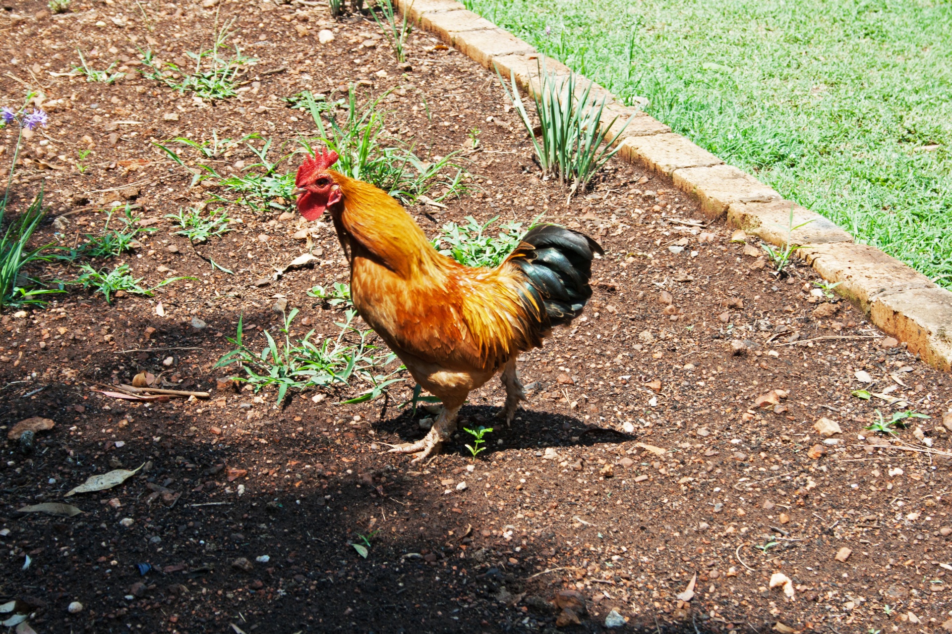 cock rooster bird free photo