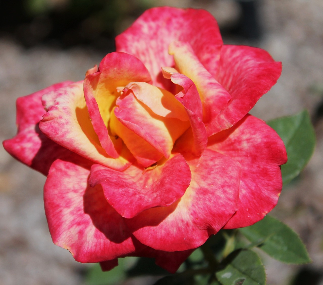 red rose yellow rose multicolored free photo