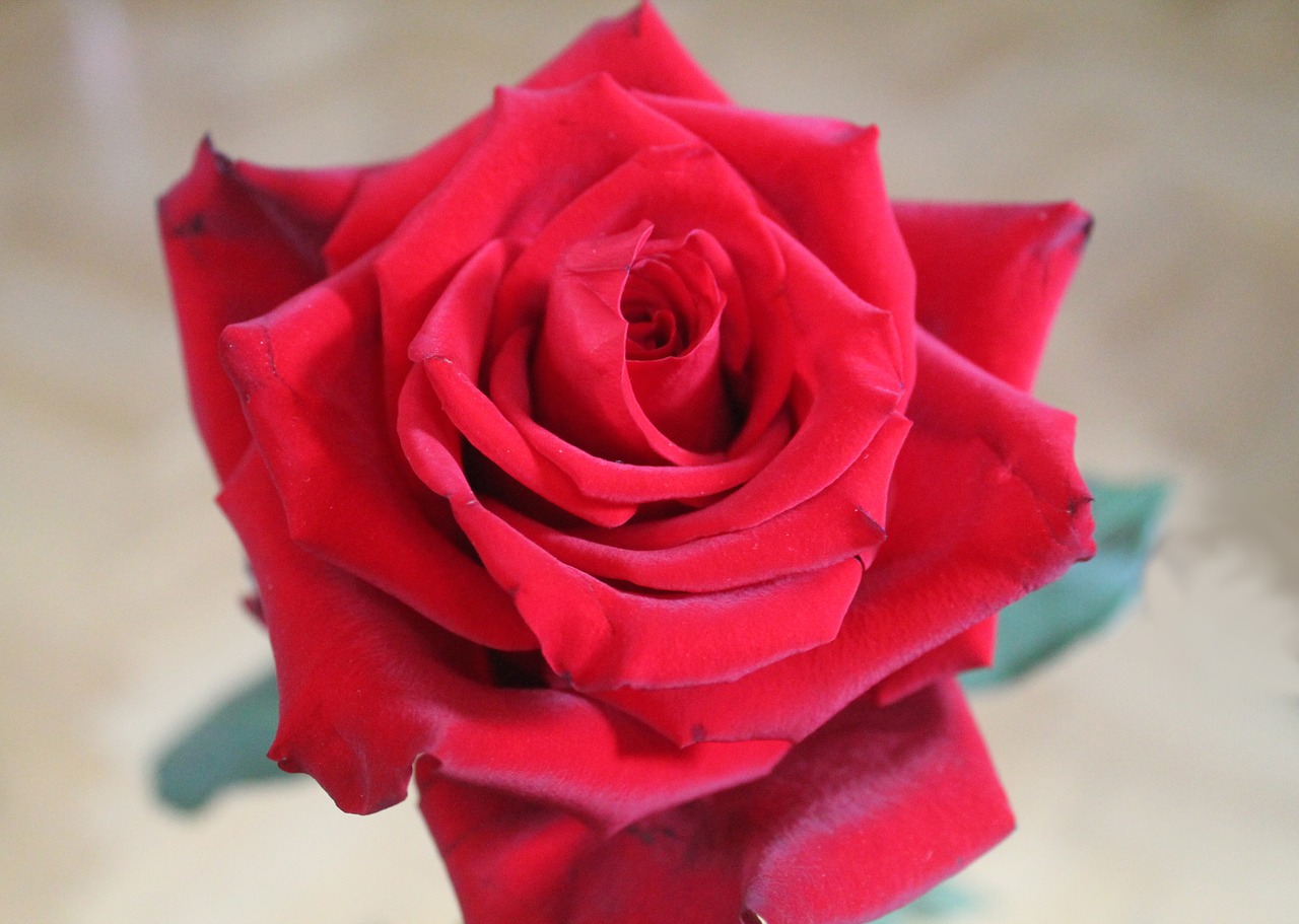 red rose rose blossom free photo