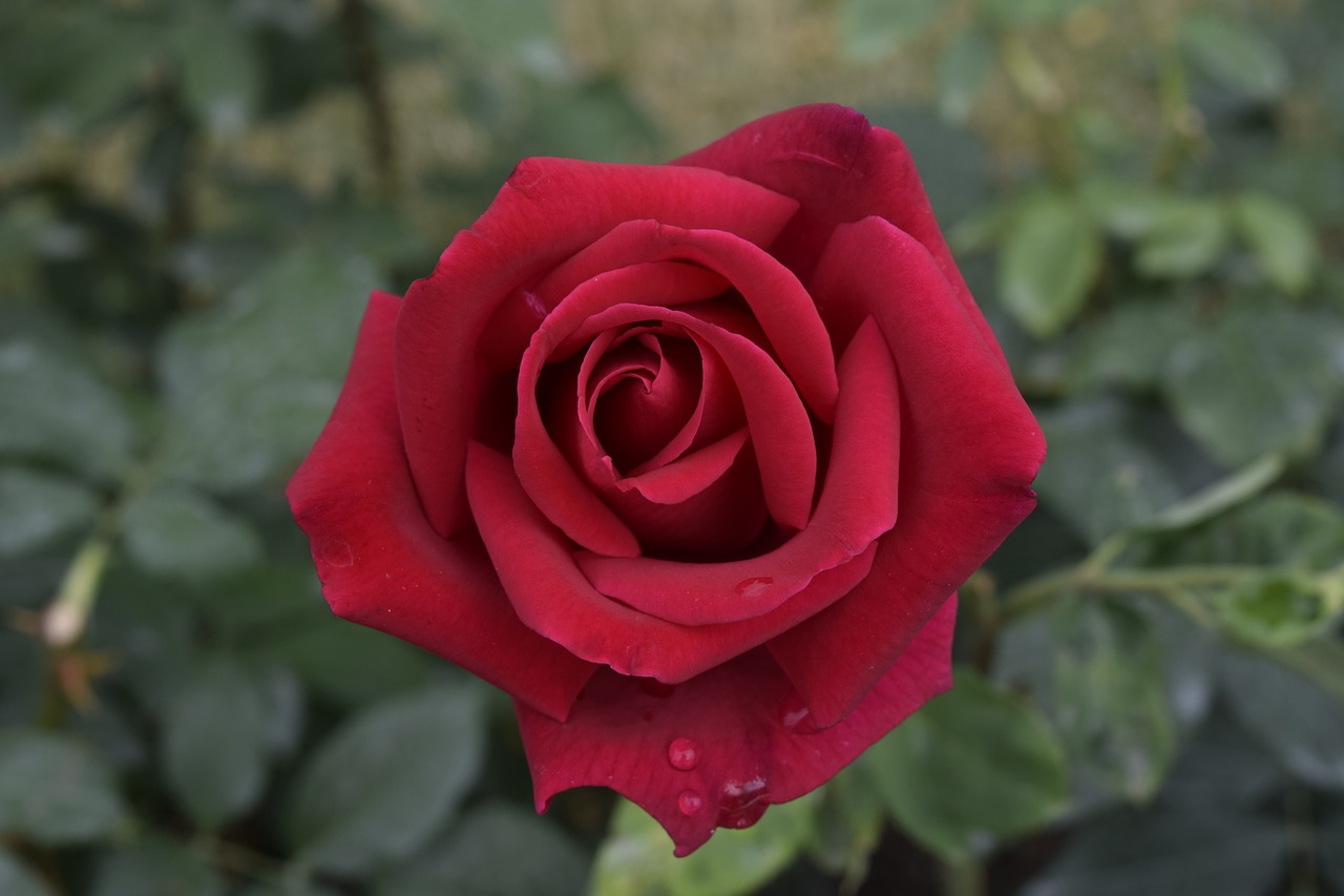 red rose flower fragrance free photo