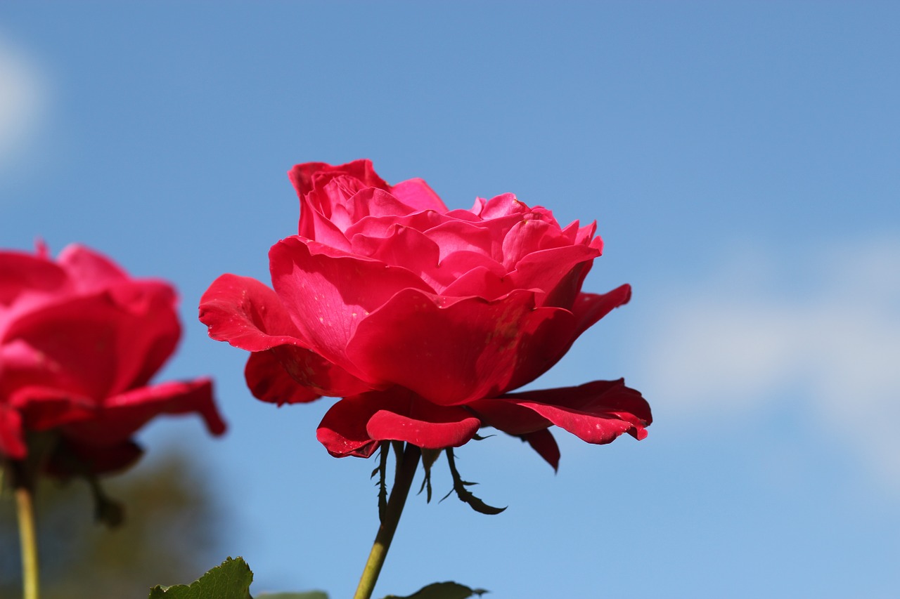 red rose nature blossom free photo