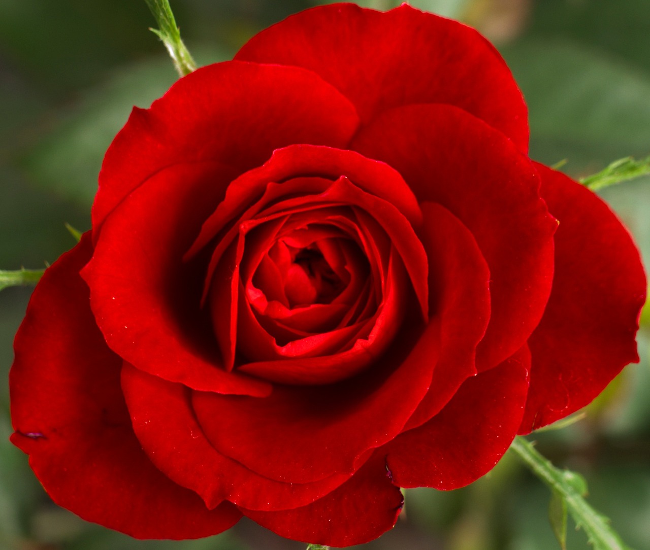 red rose flower petals free photo