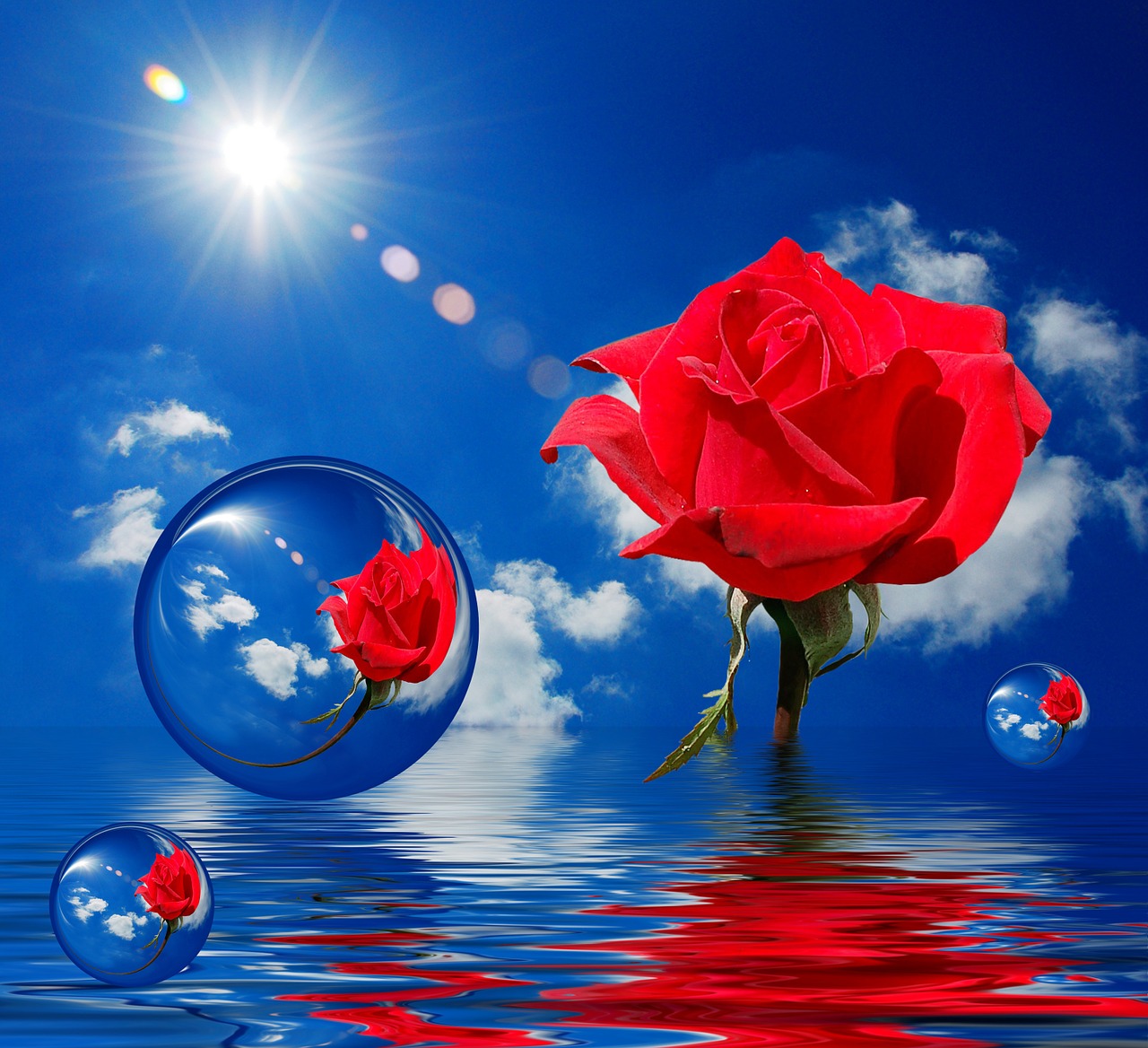 red rose bubbles clouds free photo