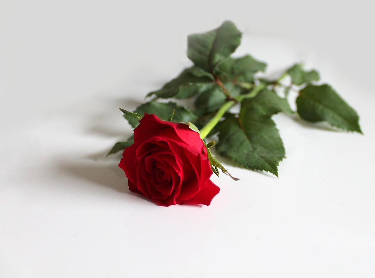 red rose rose background free photo