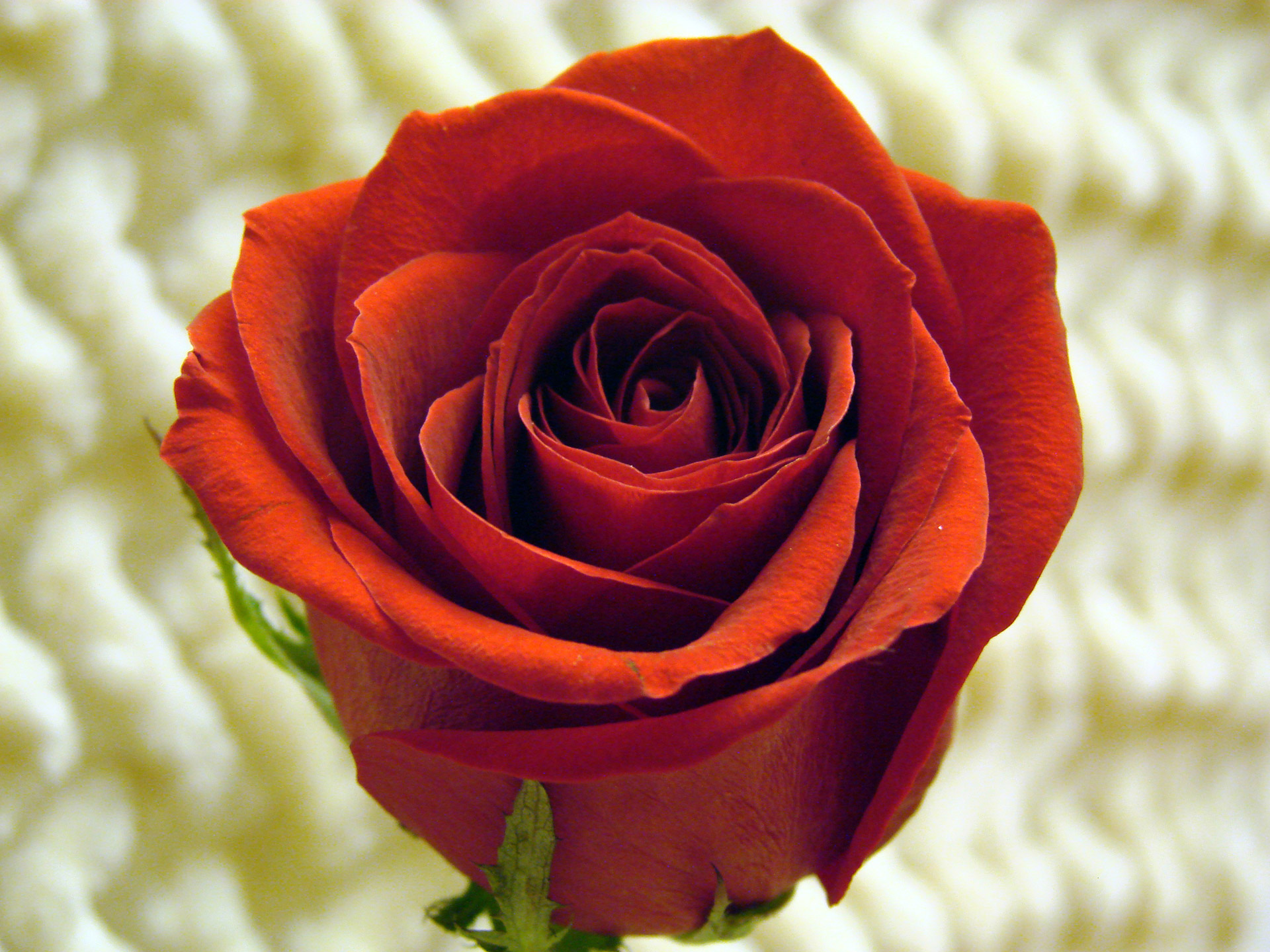 red rose fresh free photo