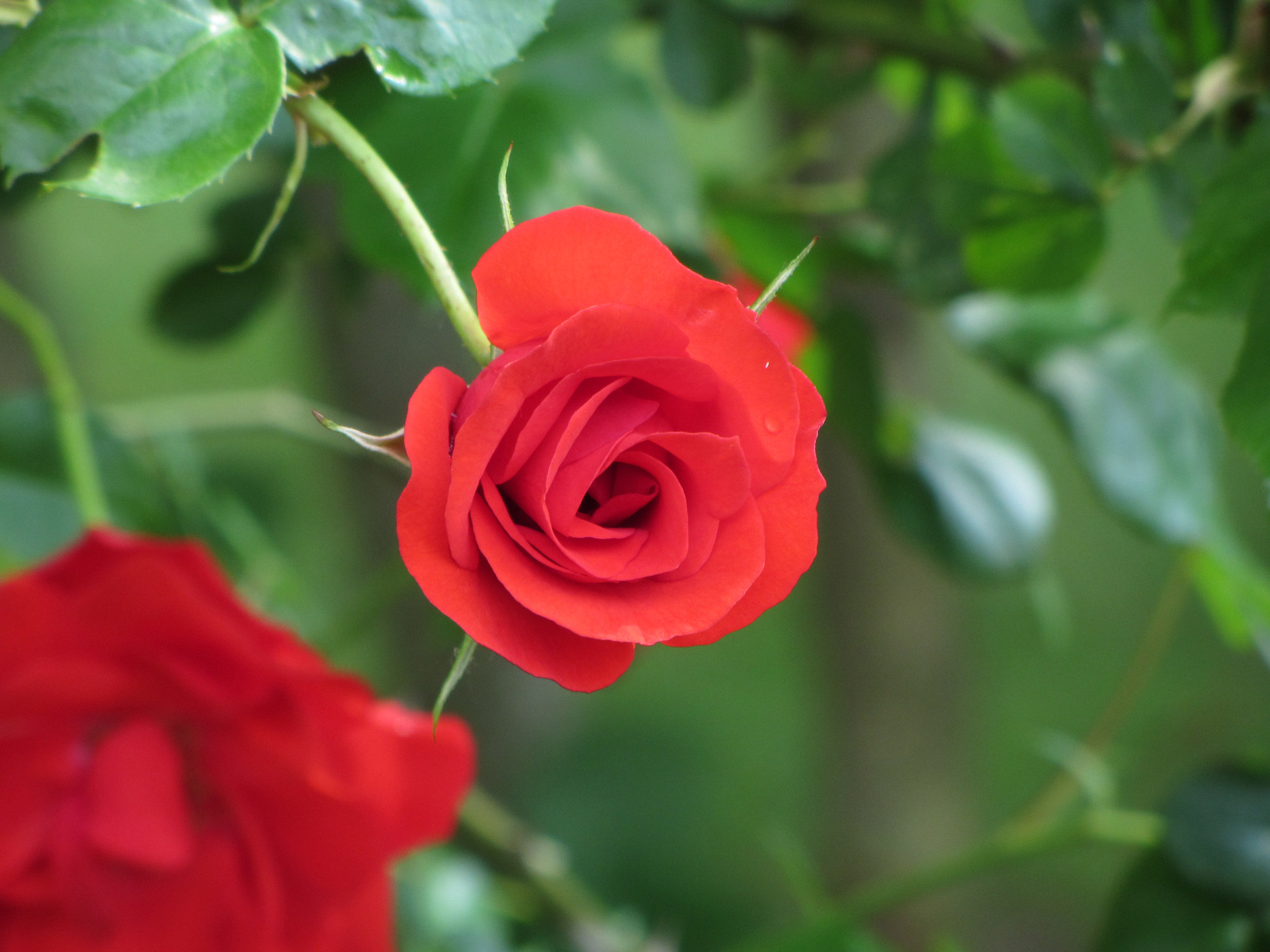 red rose italy free photo