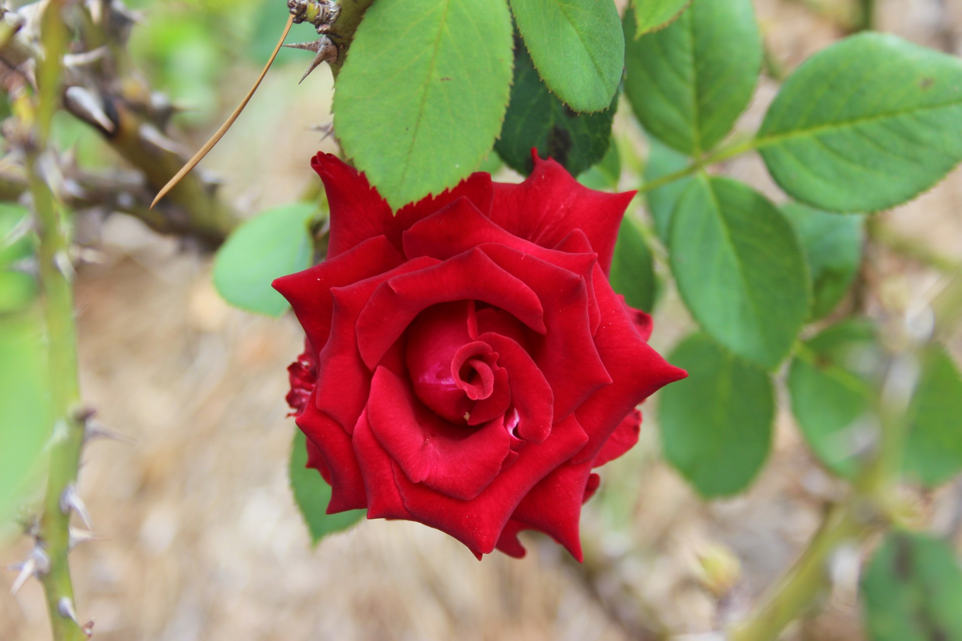 rose red nature free photo
