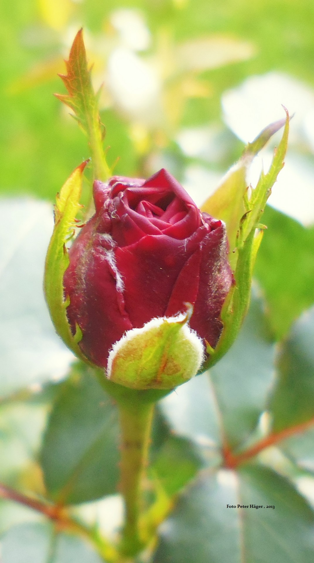 flowers red roses free photo