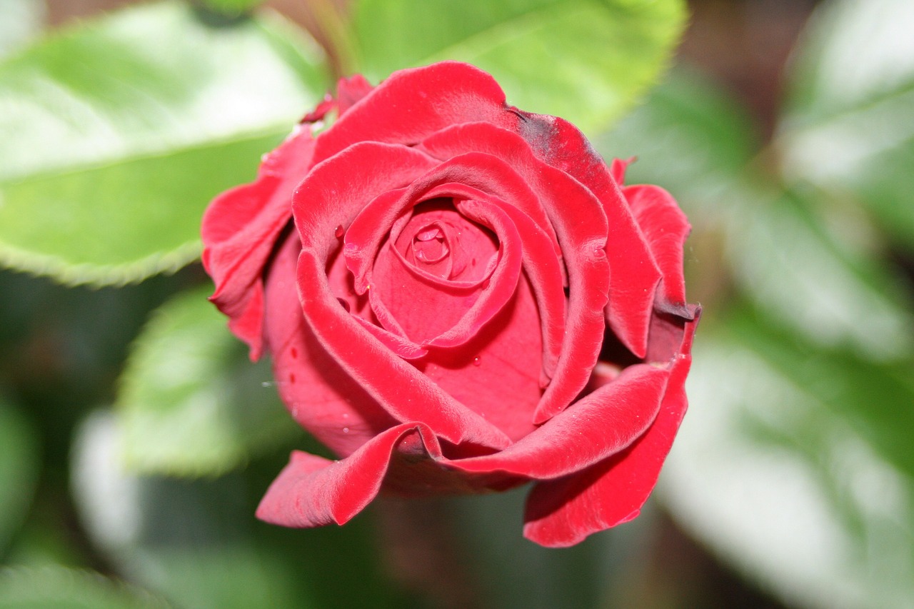 red rose love romance free photo