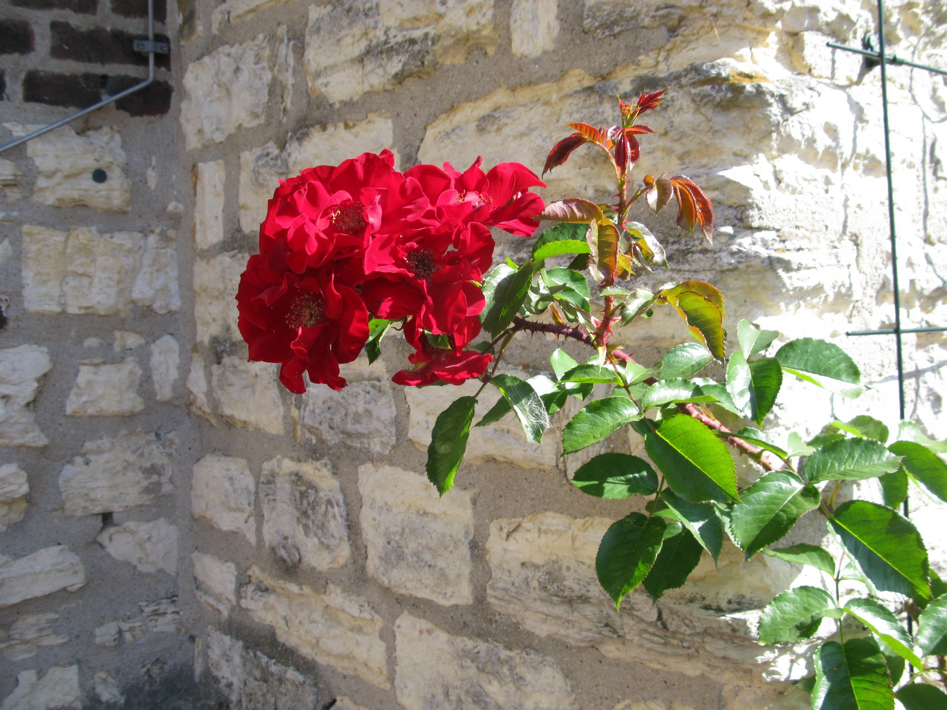 rose flower red free photo