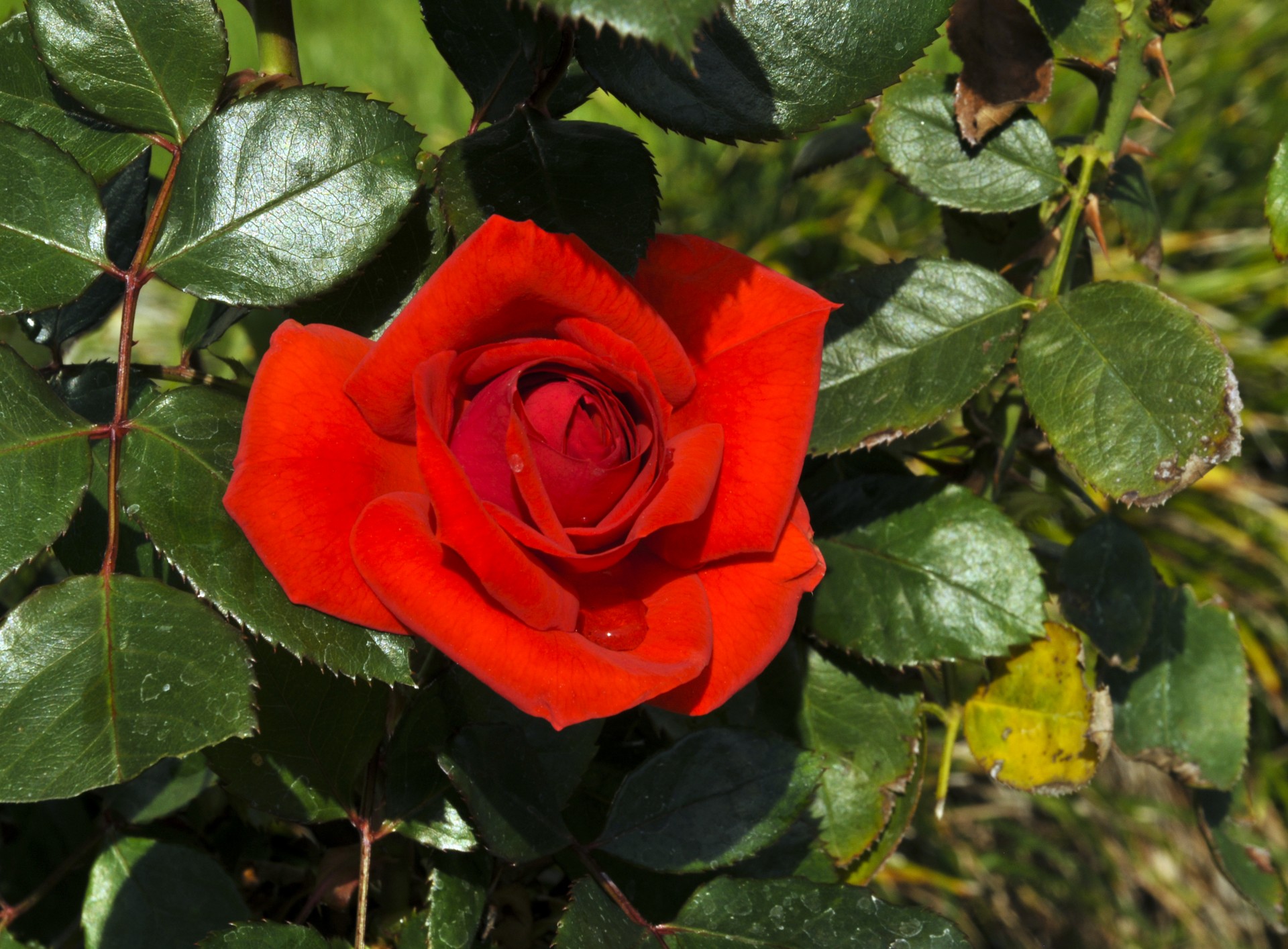 rose red close-up free photo