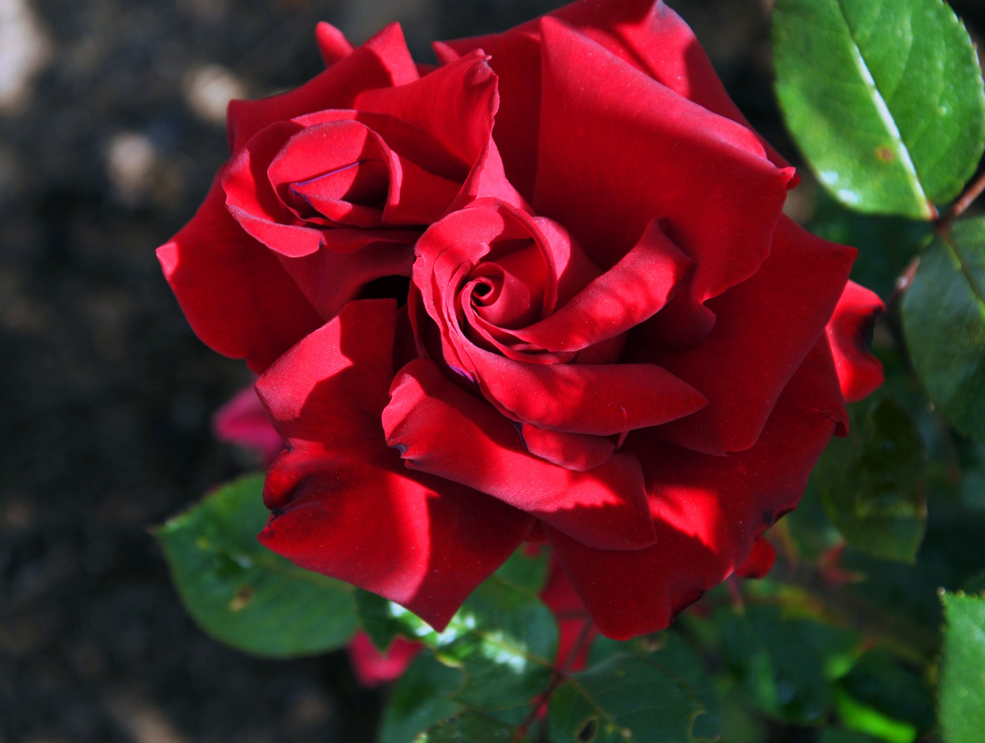 rose red bloom free photo