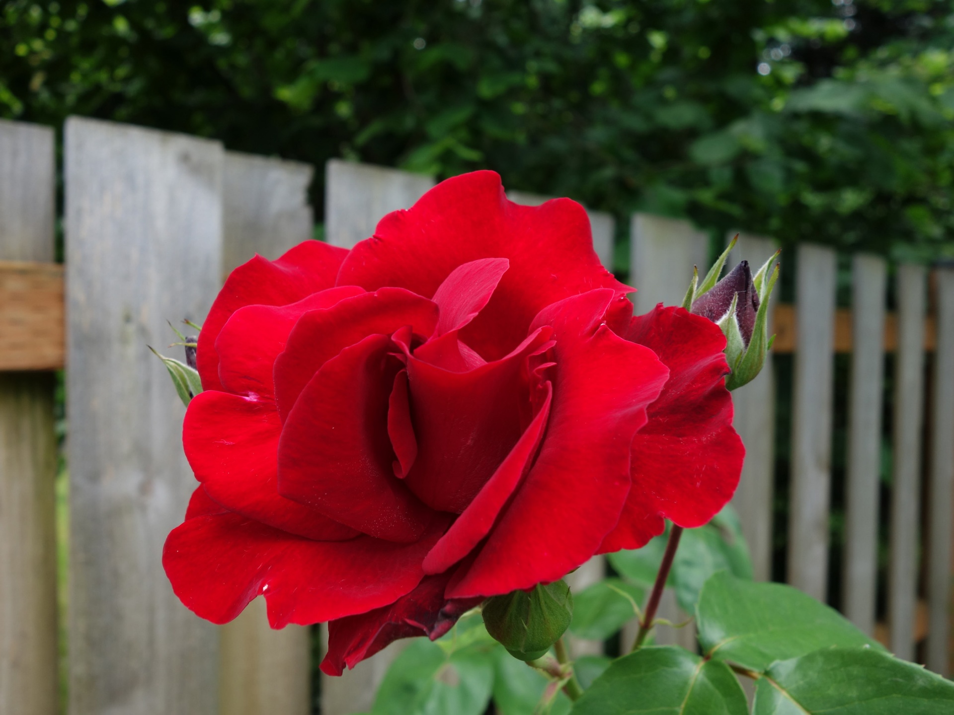 rose flower red rose free photo