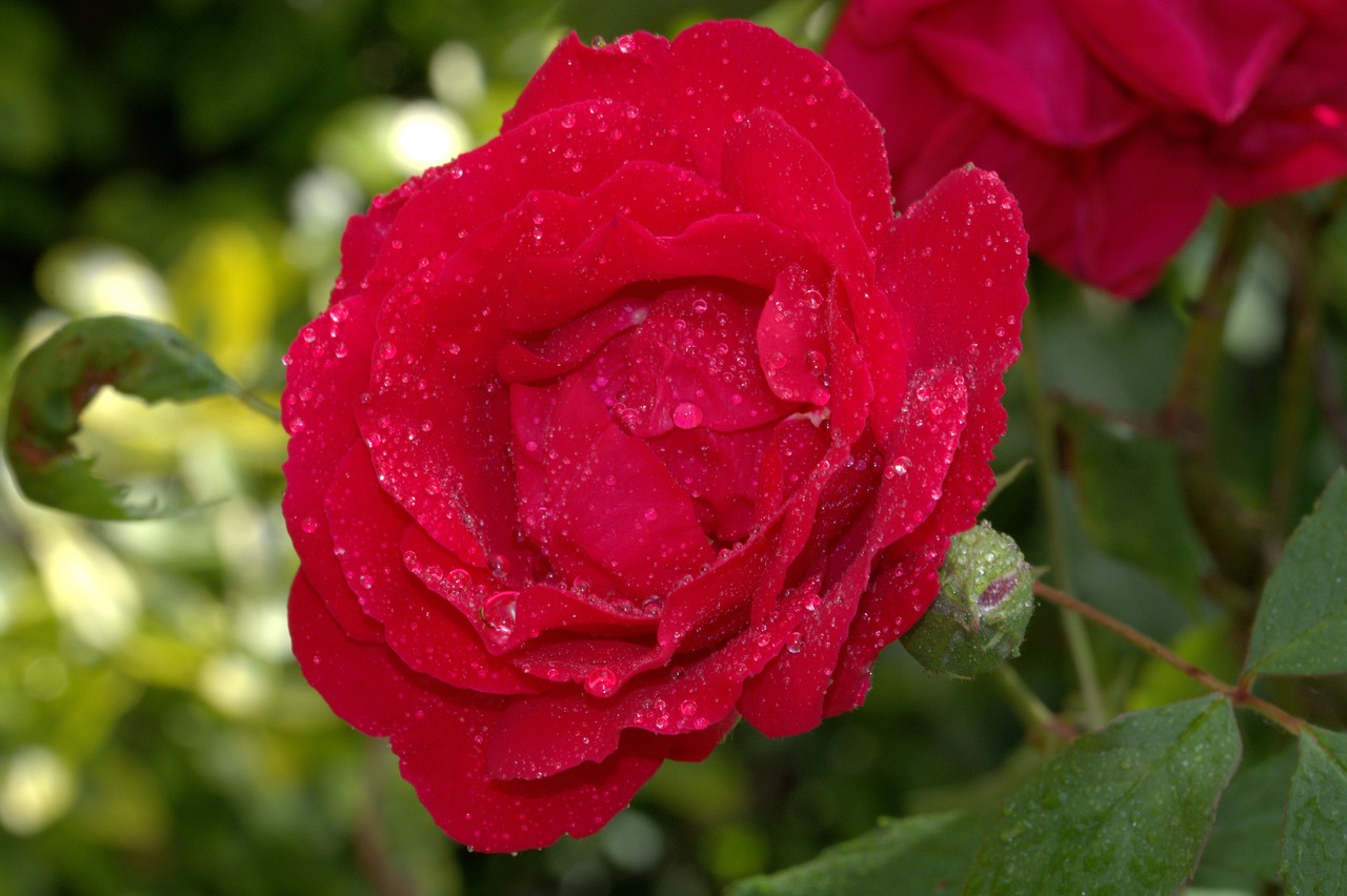 red rose rose rosales free photo