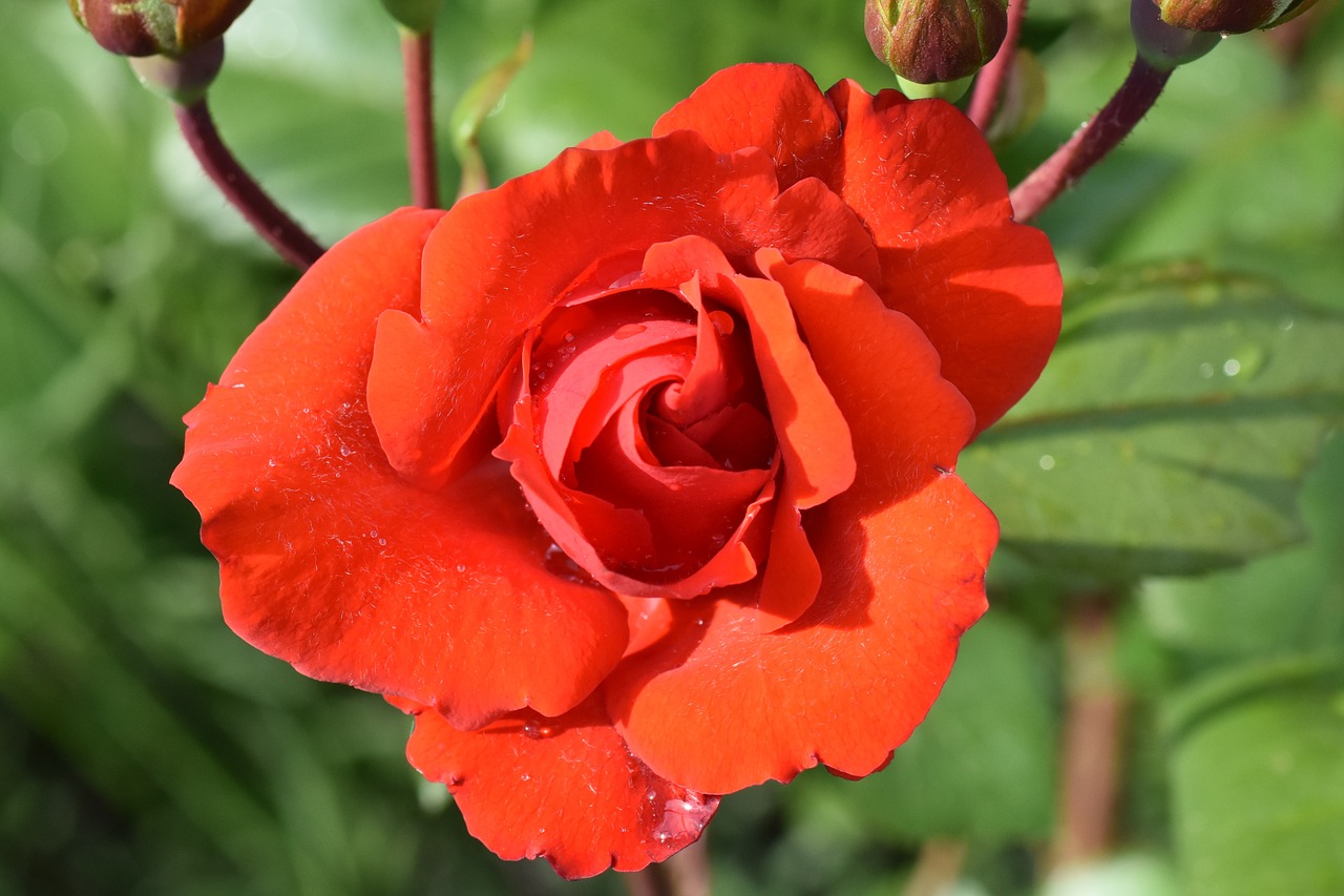 red rose blossom bloom free photo