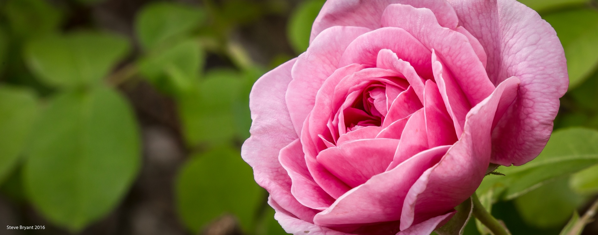 rose red flower free photo