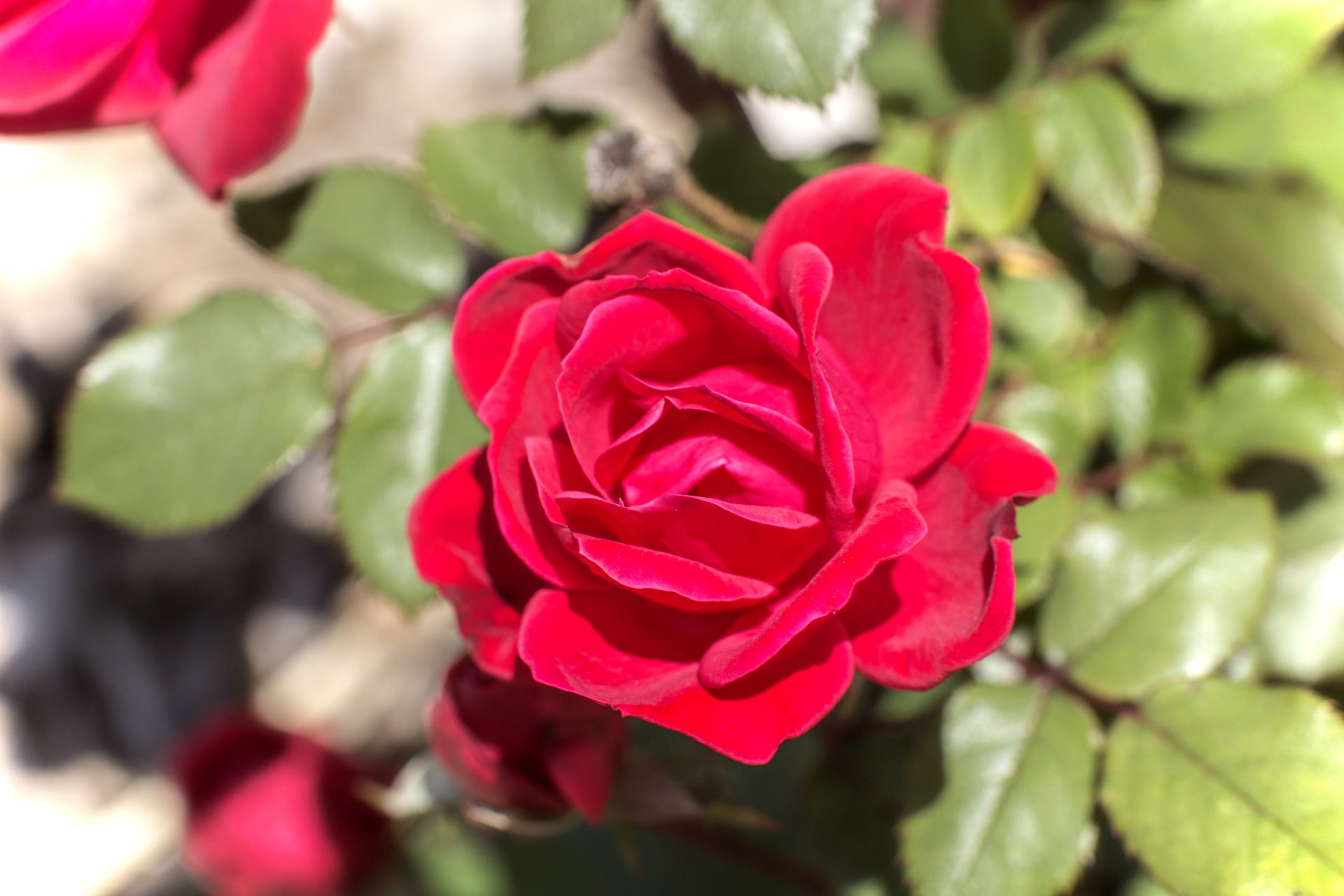 bloom red rose free photo