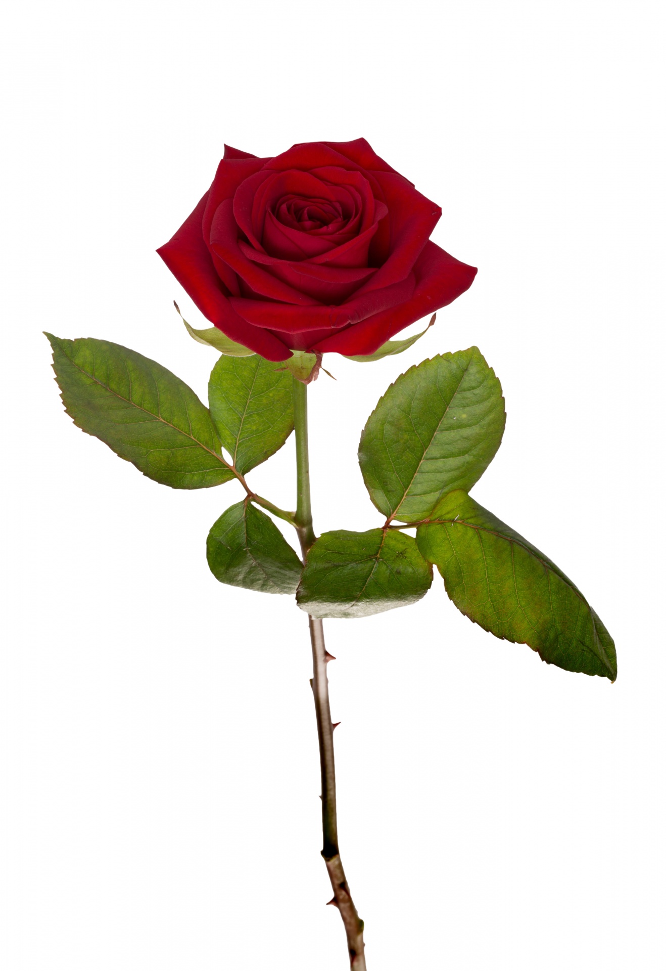 rose red red rose free photo