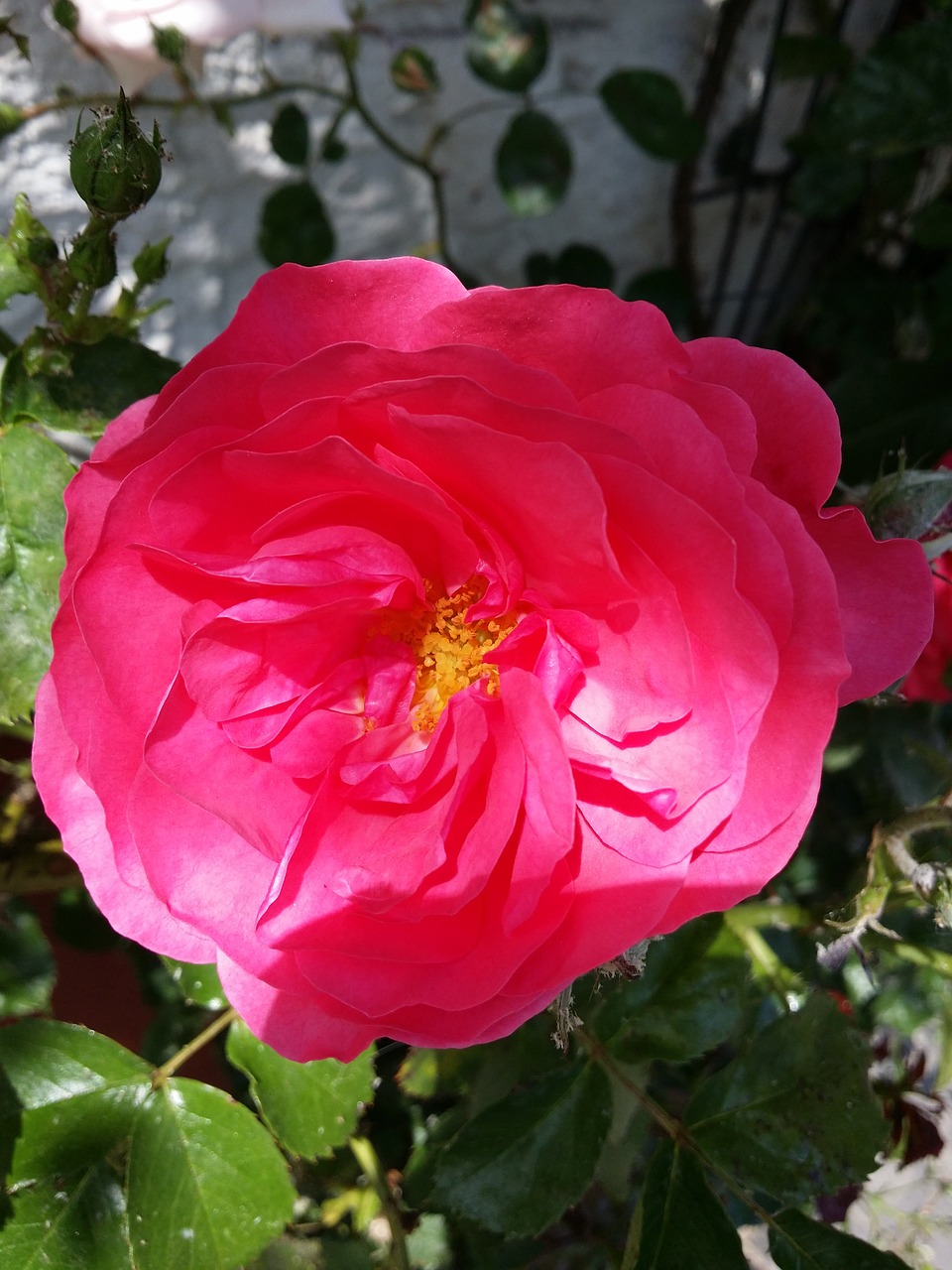 red rose blooming rose flowers free photo