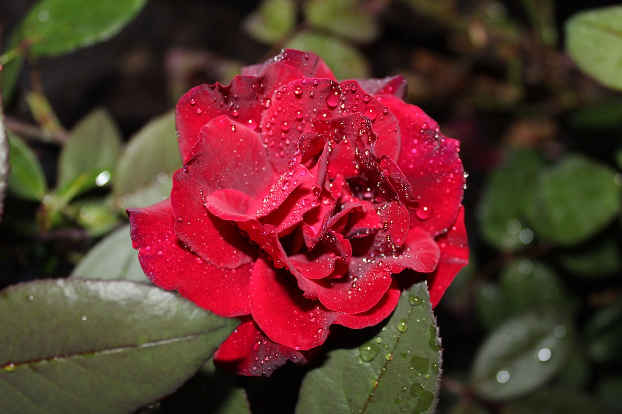 red rose dew red roses free photo