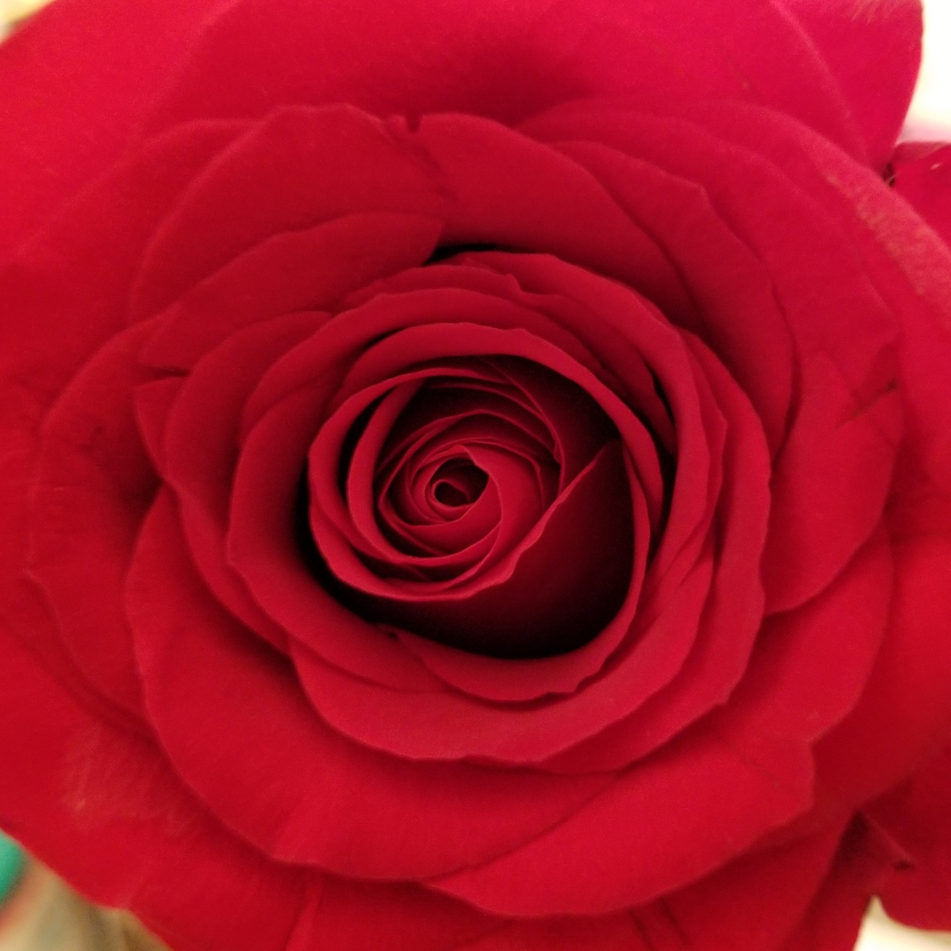 flower red rose free photo
