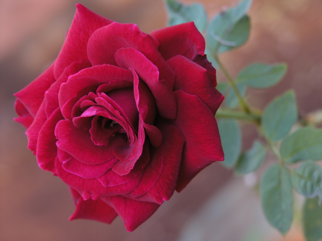 red rose flower nature free photo