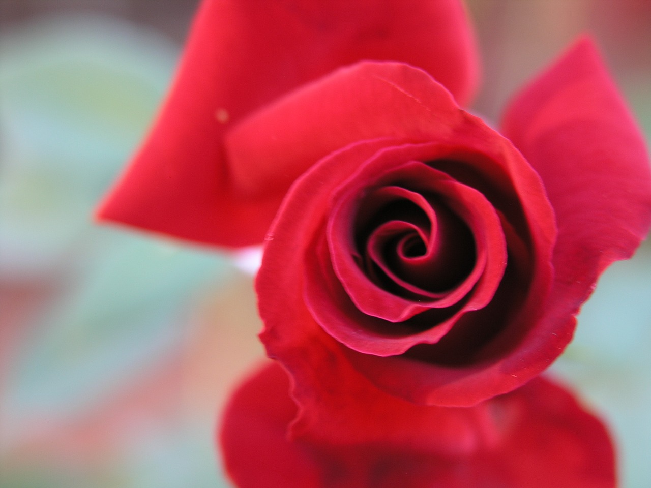 red rose flower nature free photo