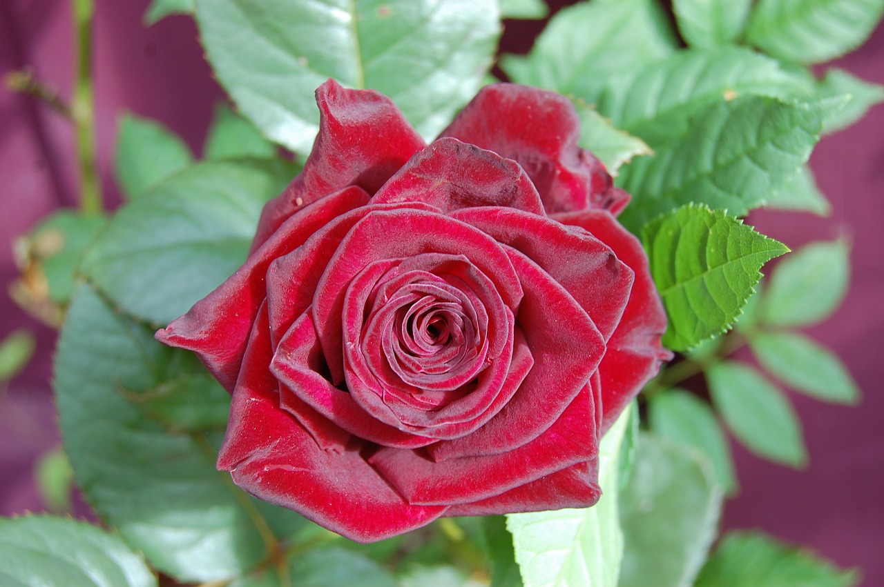 red rose rose flower free photo