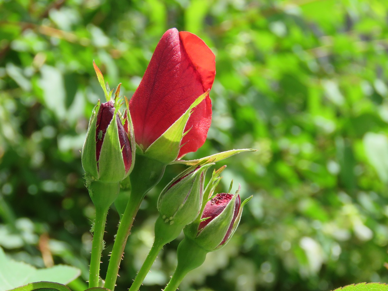 red rose rose flower free photo