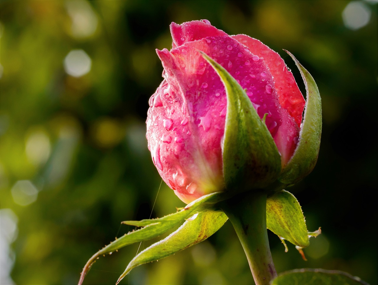 red rose rose rose petal blossom free photo