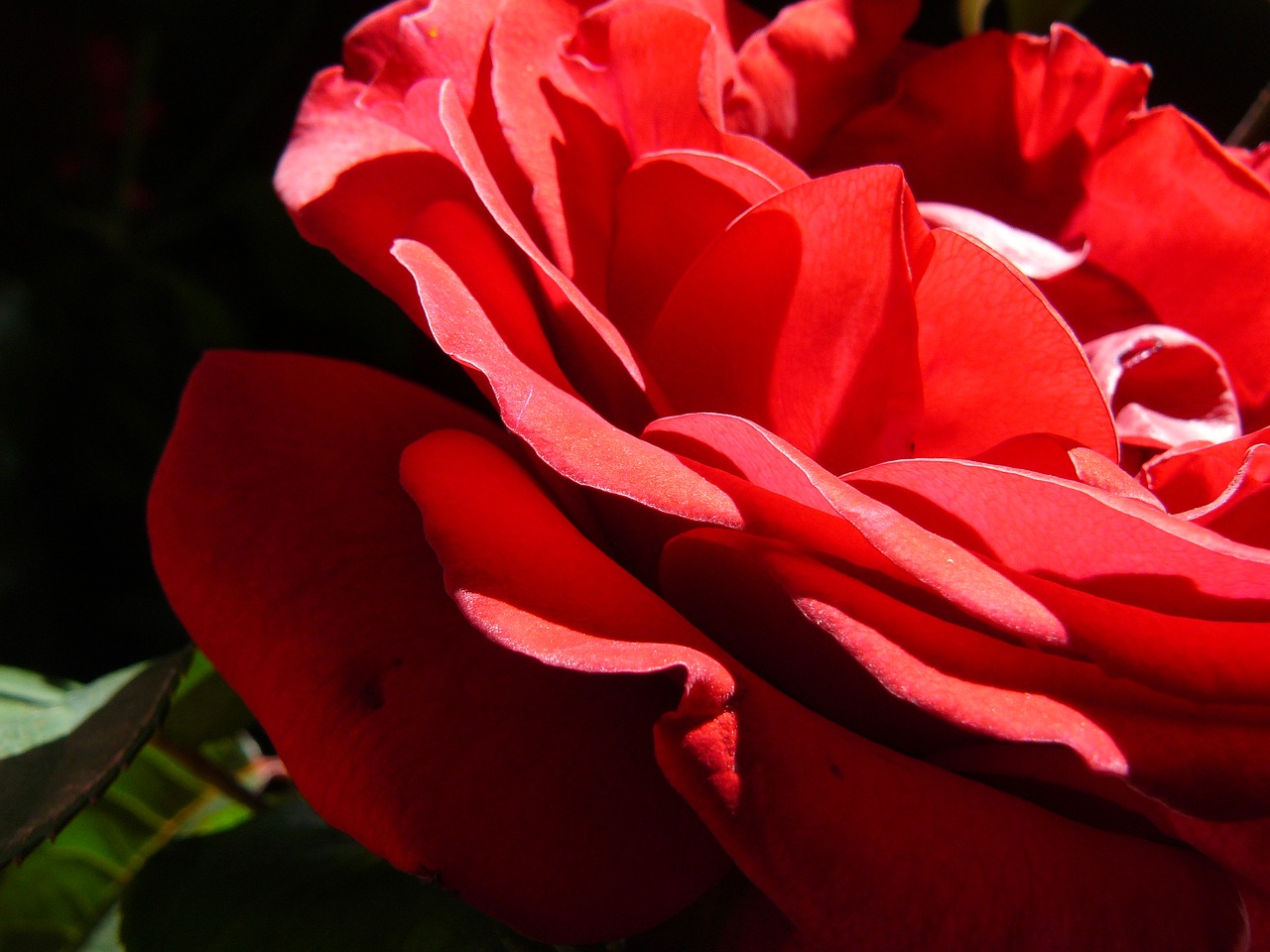 red rose romance romantic free photo