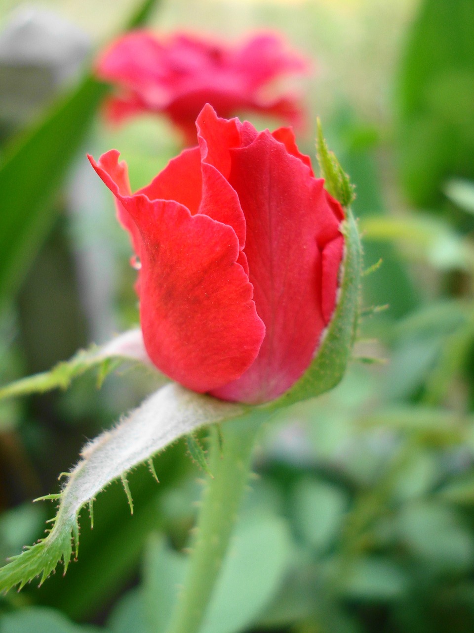 red rose rose flowers free photo