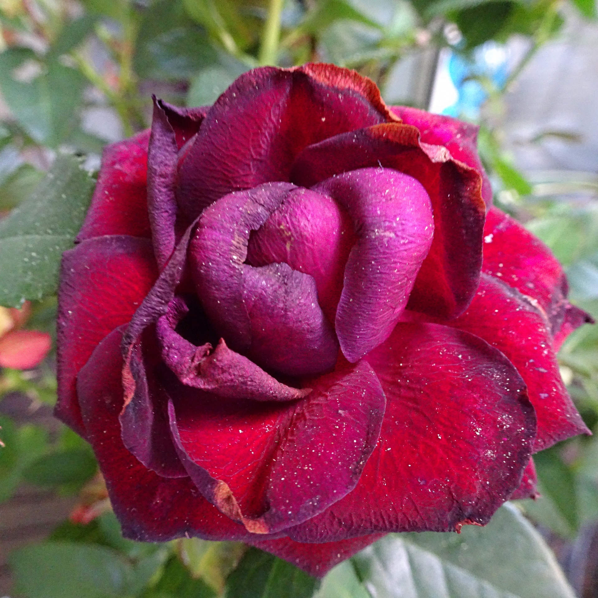 red rose closeup free photo