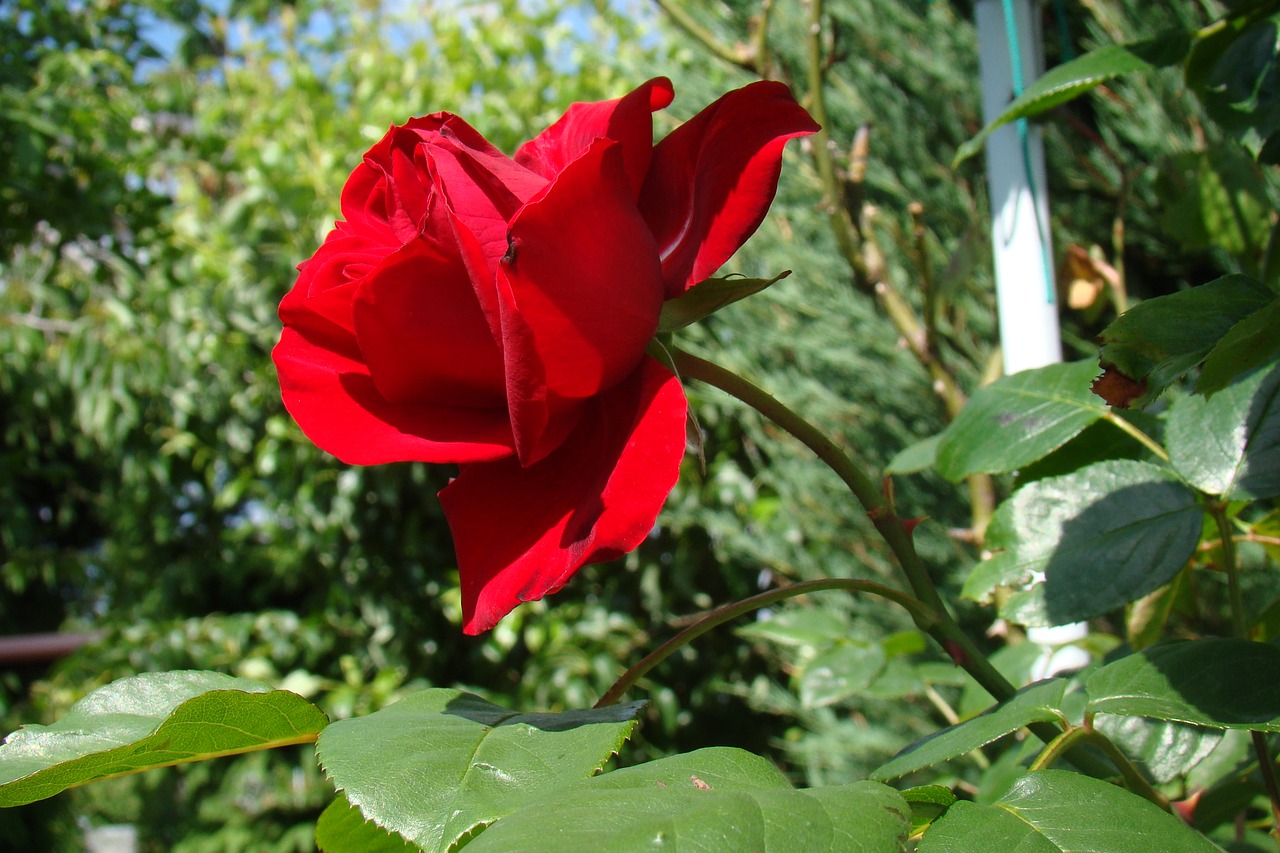 red rose rose the plot free photo