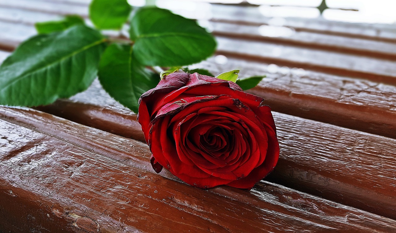 Red rose,rose flower,rose,romantic,beautiful rose - free image ...